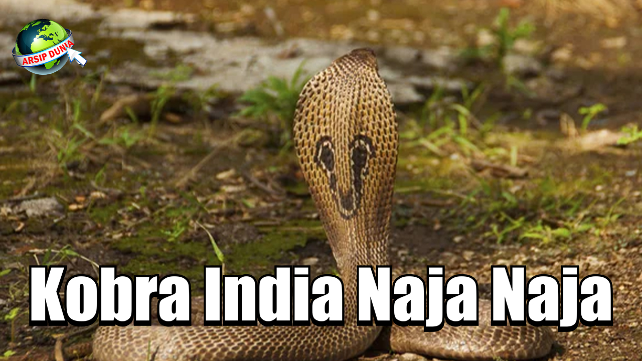 Kobra India Naja Naja