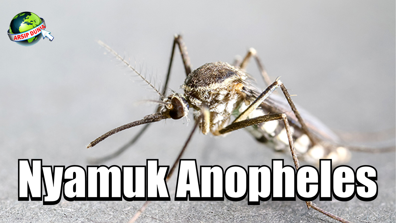 Nyamuk Anopheles