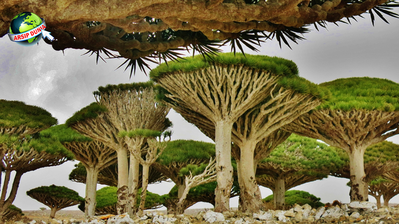 Misteri Pulau Socotra