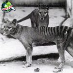 Tasmanian Tiger: Kisah Hewan Purba Menghilang dengan Cepat!