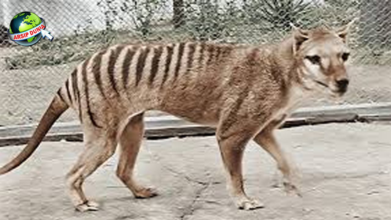 Tasmanian Tiger: Kisah Hewan Purba Menghilang dengan Cepat!