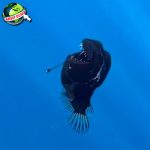 Ikan Anglerfish: Misteri Laut Dalam dengan Sejarah Menakjubkan!