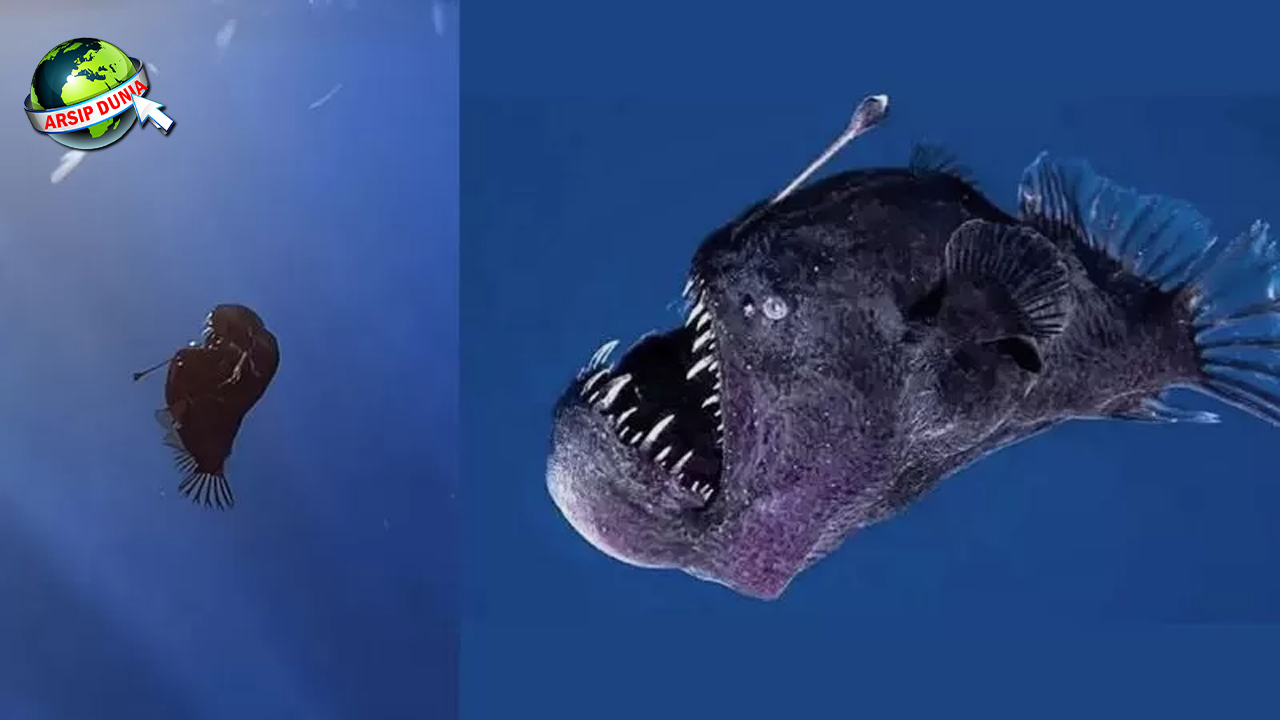 Ikan Anglerfish: Misteri Laut Dalam dengan Sejarah Menakjubkan!