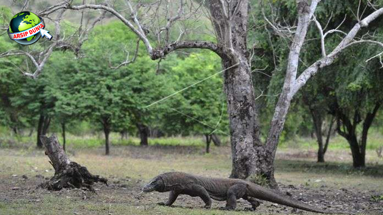 Misteri Komodo: Dari Mana Asal Naga Purba Indonesia Ini?