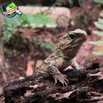 Tuatara: Hewan Purba yang Masih Hidup di Zaman Modern!