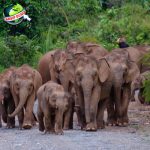 Mengungkap Fakta Menarik tentang Gajah Kerdil di Masa Lalu!