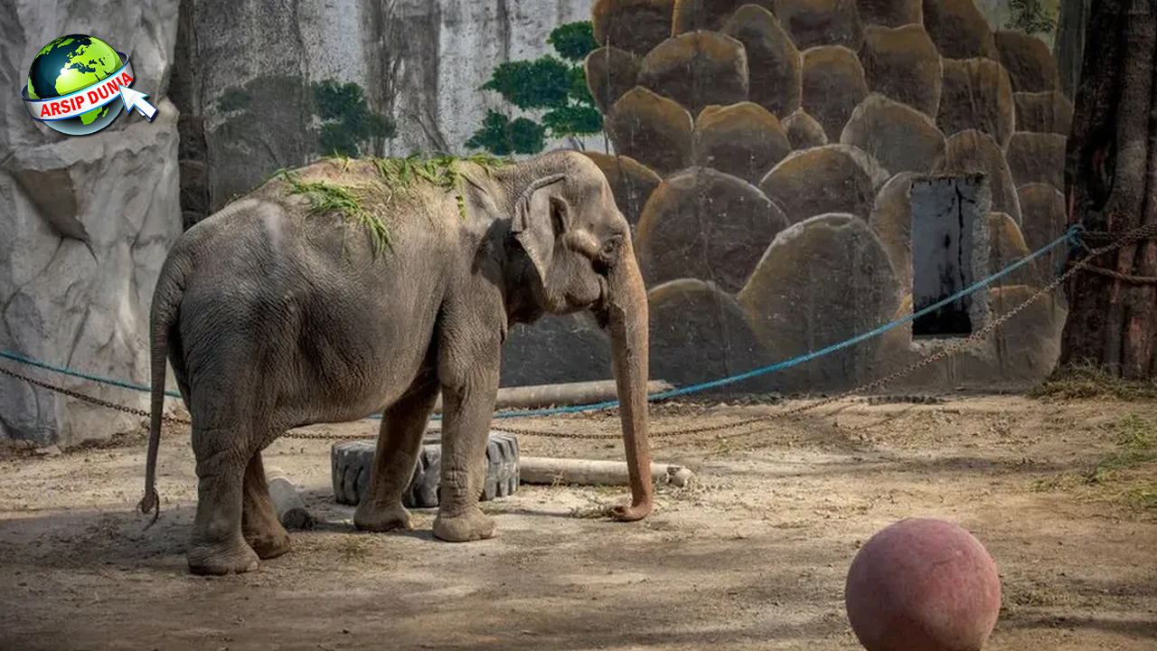 Mengungkap Fakta Menarik tentang Gajah Kerdil di Masa Lalu!